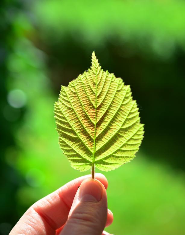 Free stock image of Holding a Leaf created by Pixabay