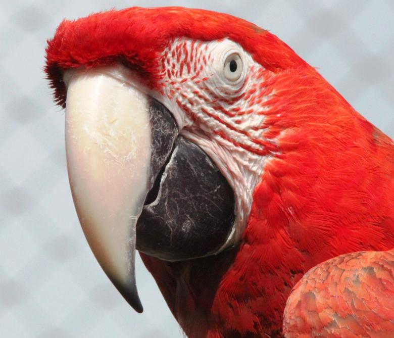 Free stock image of Red Macaw created by Pixabay