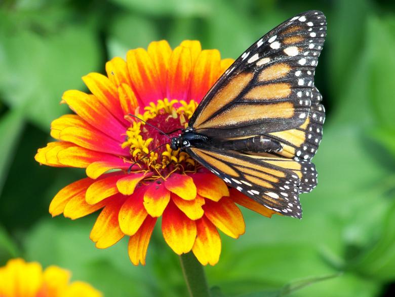 Free stock image of Monarch on the Flower created by Pixabay