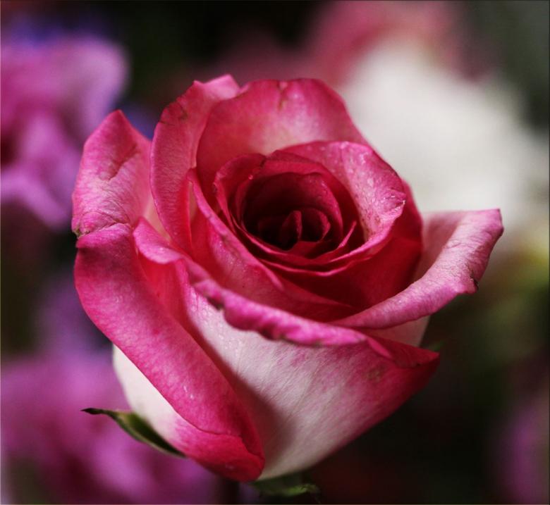 Free stock image of Pink Rose created by Pixabay