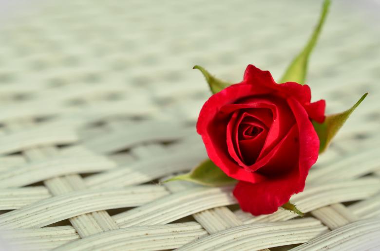 Free stock image of Red Rose created by Pixabay