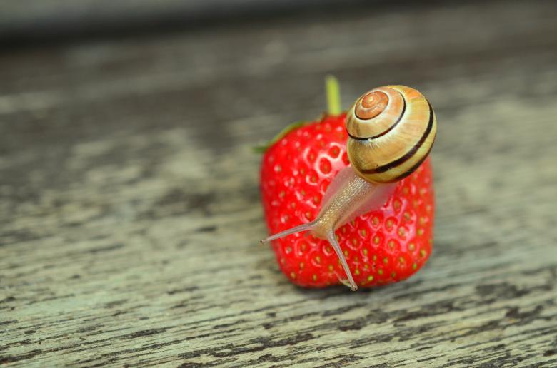 Free stock image of Snail on the Strawberry created by Pixabay