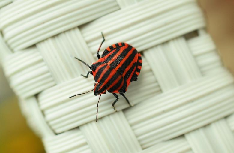 Free stock image of Strip Bug created by Pixabay