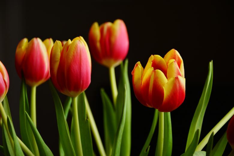 Free stock image of Fresh Tulips created by Pixabay
