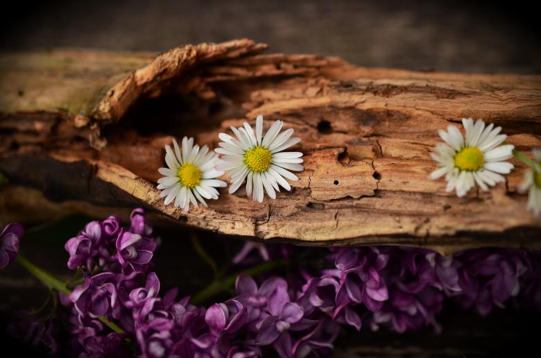 Free stock image of Wild Flowers created by Pixabay
