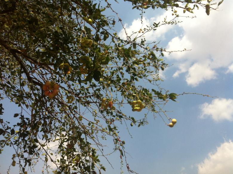 Free stock image of Sevenwater Fruit in Beng Lake created by Sen Bavel