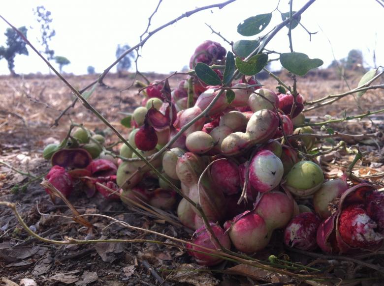 Free stock image of Sevenwater Fruit in Beng Lake created by Sen Bavel