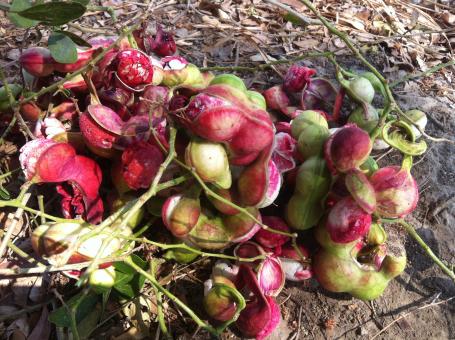Sevenwater Fruit in Beng Lake - Free Stock Photo