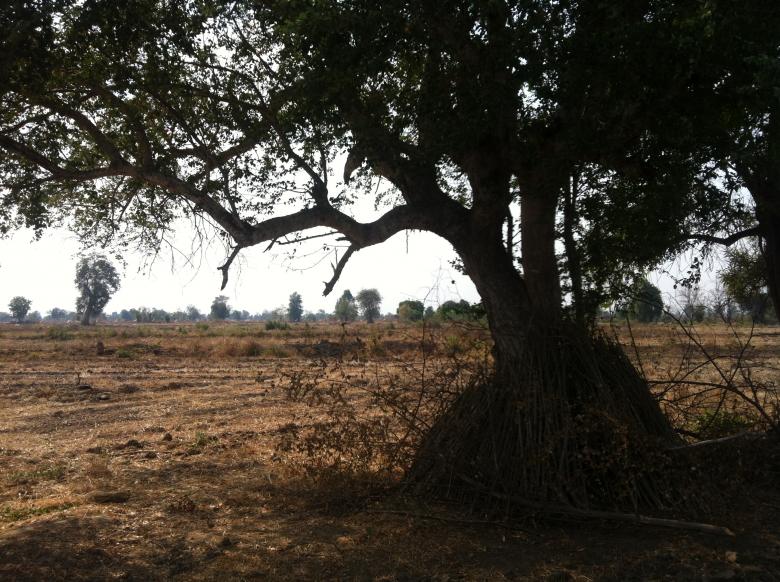 Free stock image of Sevenwater Tree in Beng Lake created by Sen Bavel