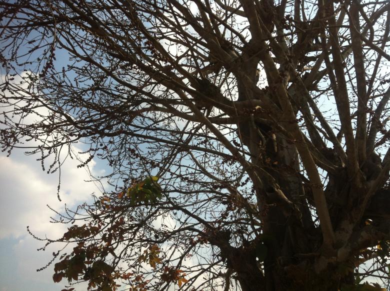 Free stock image of Chrey Tree in Beng Lake created by Sen Bavel