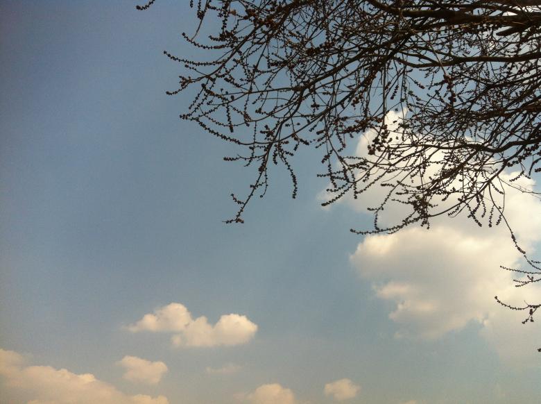 Free stock image of Chrey Tree in Beng Lake created by Sen Bavel