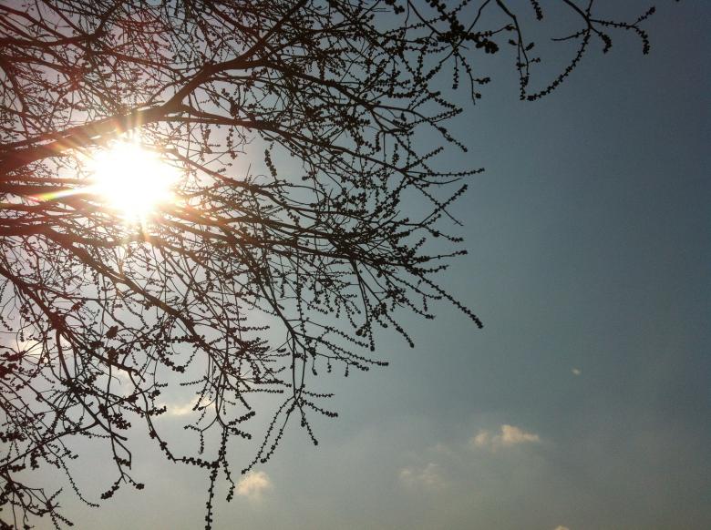 Free stock image of Chrey Fruit Tree in Beng Lake created by Sen Bavel