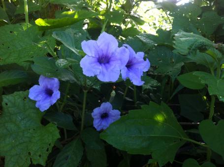 Samao Flower - Free Stock Photo