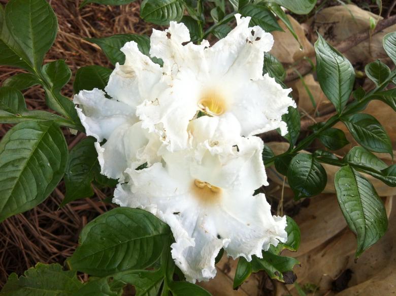 Free stock image of Chror Nieng Flower created by Anong Lov