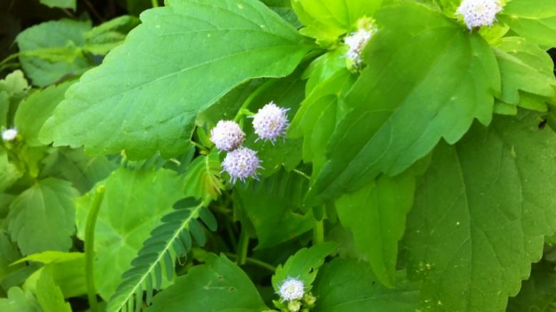 Free stock image of Barang Ses flower created by Anong Lov