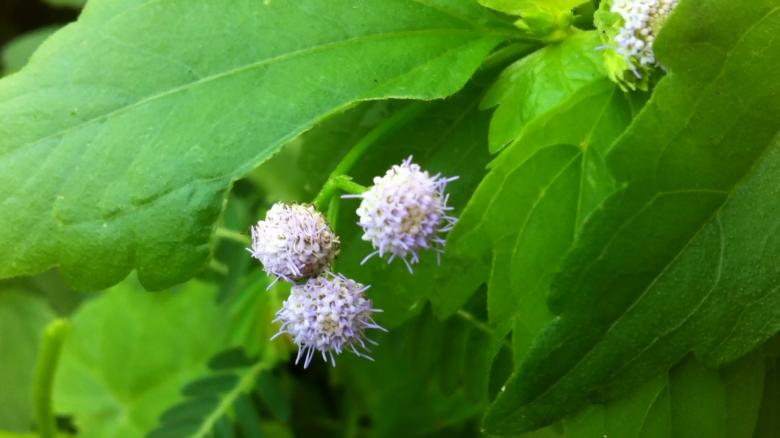 Free stock image of Barang Ses Flower created by Anong Lov