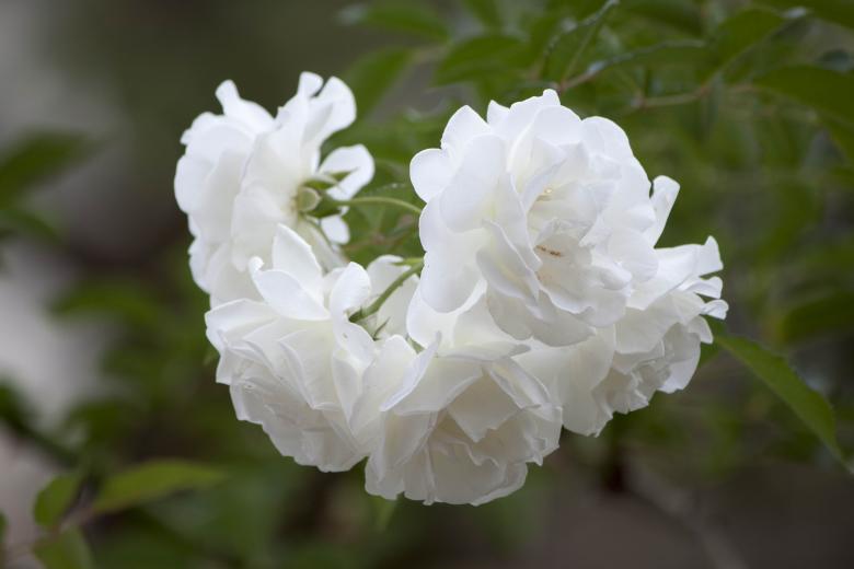 Free stock image of White Roses created by Eduardo Soares Bogosian