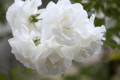 White Roses Closeup - Free Stock Photo