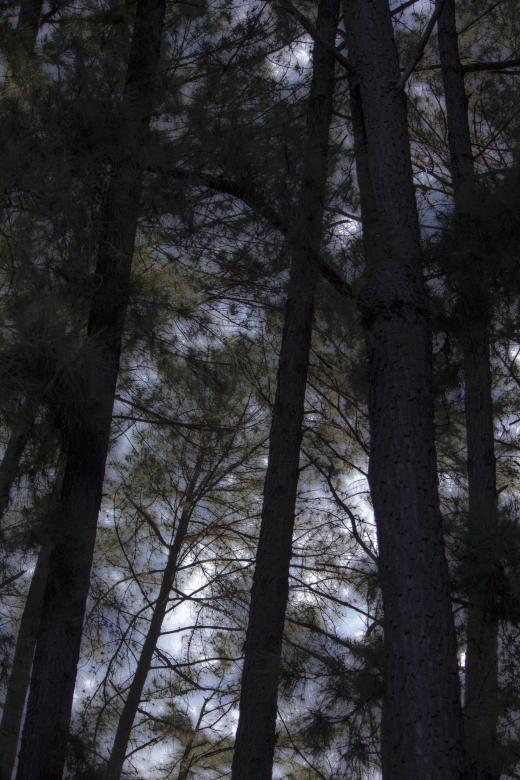 Free stock image of Dense Wood Background created by Eduardo Soares Bogosian