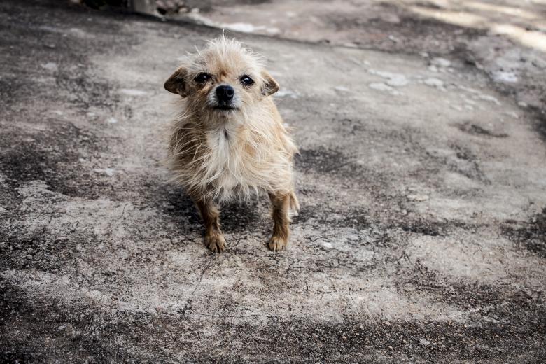 Free stock image of Raggedy Dog created by Eduardo Soares Bogosian