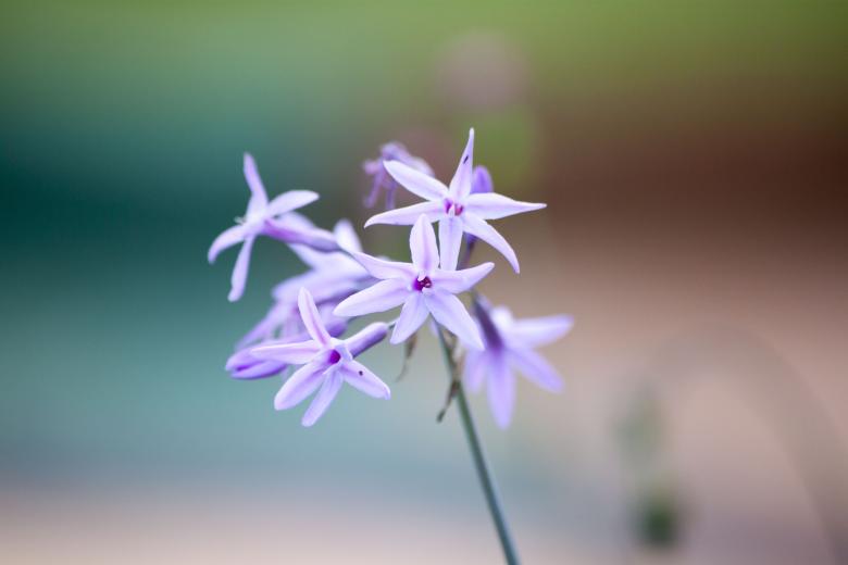 Free stock image of Purple Flowers in Blossom created by Eduardo Soares Bogosian