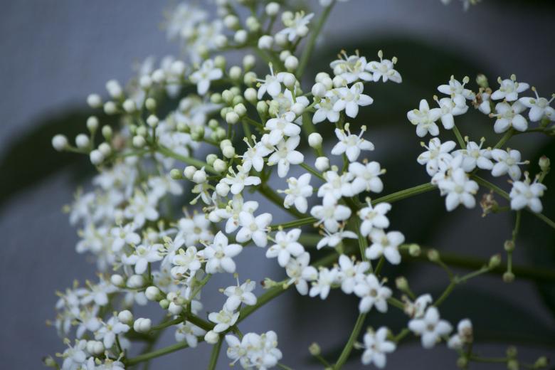 Free stock image of Small White Flowers created by Eduardo Soares Bogosian