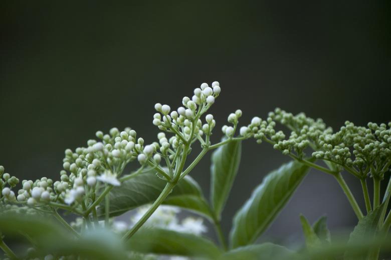 Free stock image of Small White Blooming Plant created by Eduardo Soares Bogosian