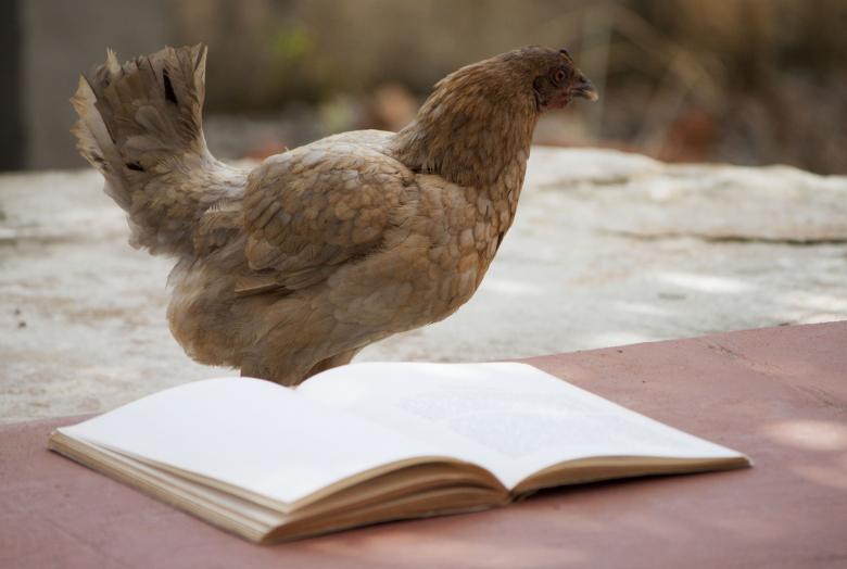 Free stock image of Chicken reading a book created by Eduardo Soares Bogosian
