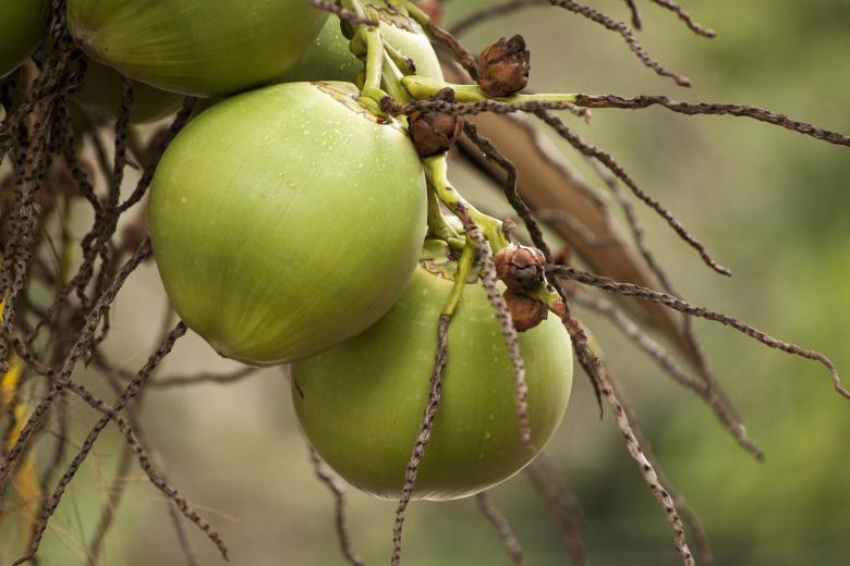Free stock image of Coconut bunch created by Eduardo Soares Bogosian