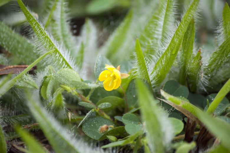 Free stock image of Meadow Yellow Flower created by Eduardo Soares Bogosian