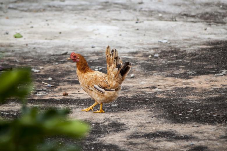 Free stock image of Chicken walking on concrete ground created by Eduardo Soares Bogosian