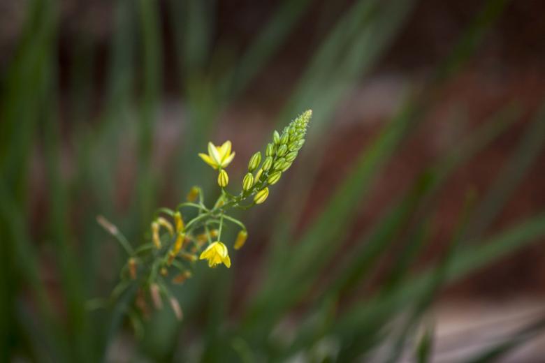 Free stock image of Yellow flowers with green background created by Eduardo Soares Bogosian