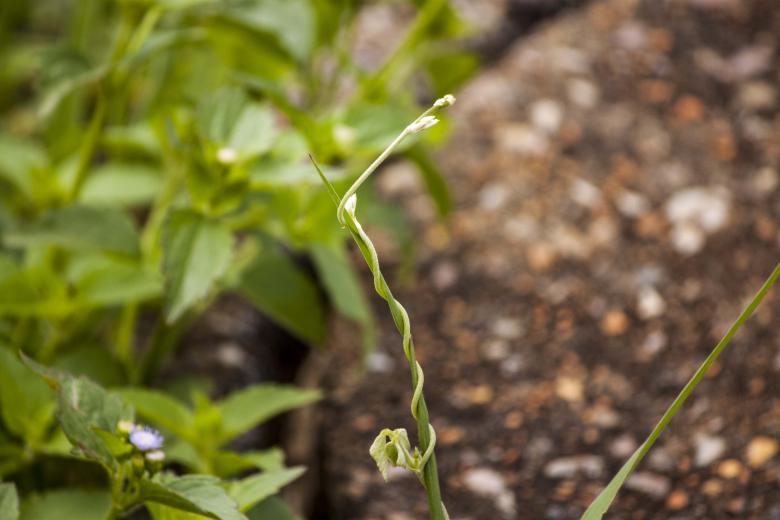 Free stock image of Plant strangles another created by Eduardo Soares Bogosian