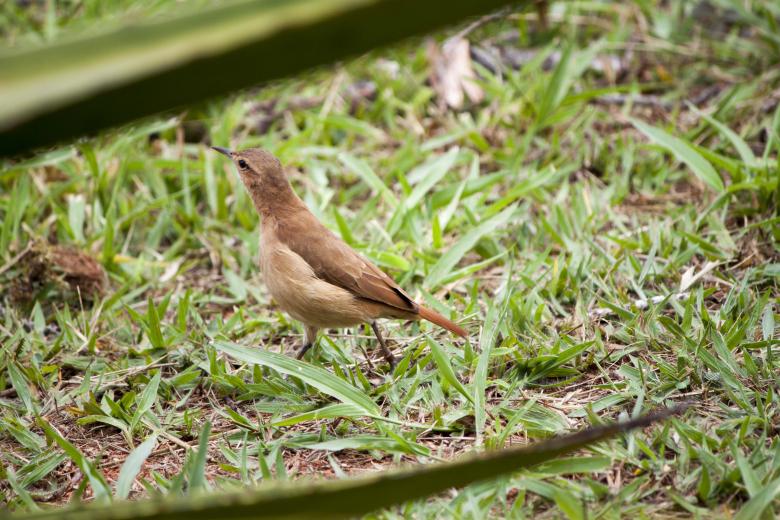 Free stock image of Swaggy Bird created by Eduardo Soares Bogosian