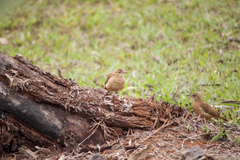 Free stock image of Birds playing on tree trunk created by Eduardo Soares Bogosian