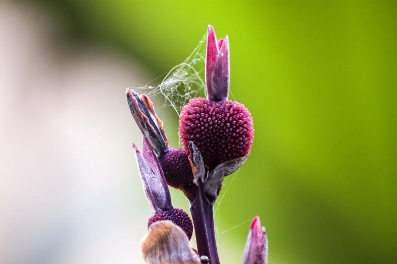 Free stock image of Deep purple berry created by Eduardo Soares Bogosian