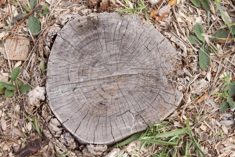Free stock image of Cut Down Tree Trunk created by Eduardo Soares Bogosian