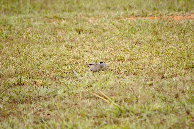 Free stock image of Bird Sitting in Nest created by Eduardo Soares Bogosian