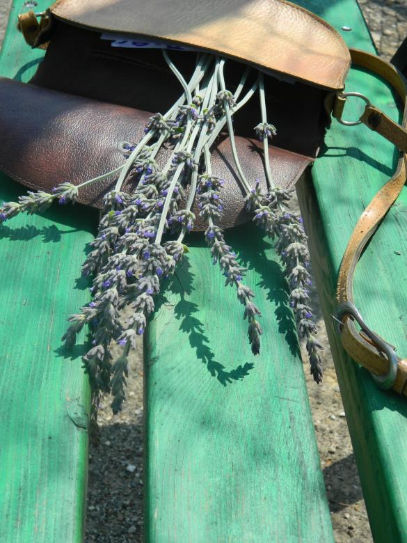 Free stock image of Lavender in leather bag created by Hulya Yılmaz