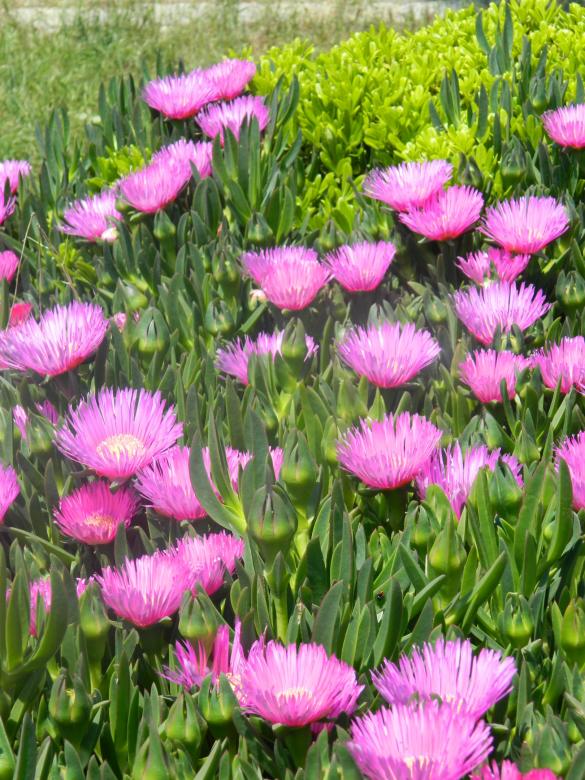 Free stock image of Pink Flowers created by Hulya Yılmaz