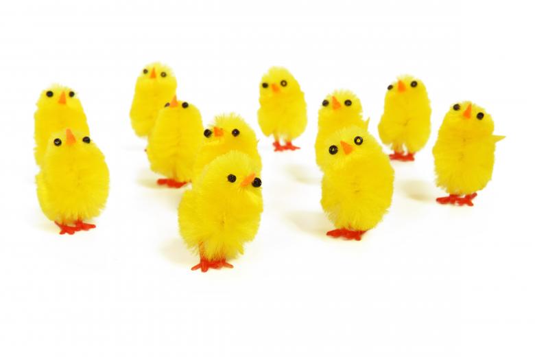 Free stock image of Adorable Chicks created by Pixabay