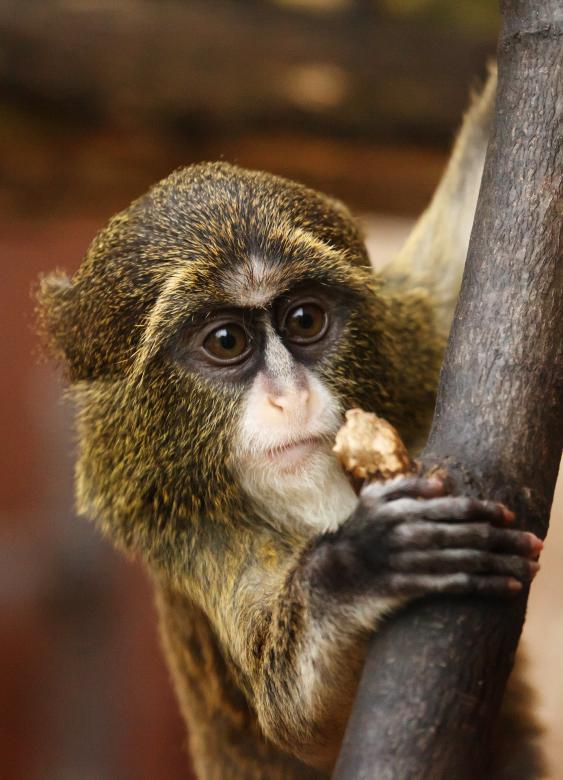 Free stock image of African Monkey created by Pixabay