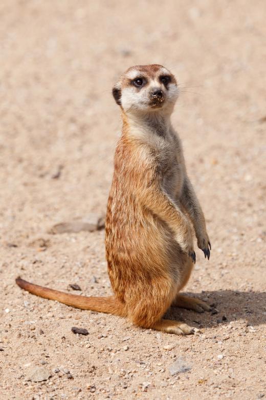 Free stock image of Wild Meerkat created by Pixabay