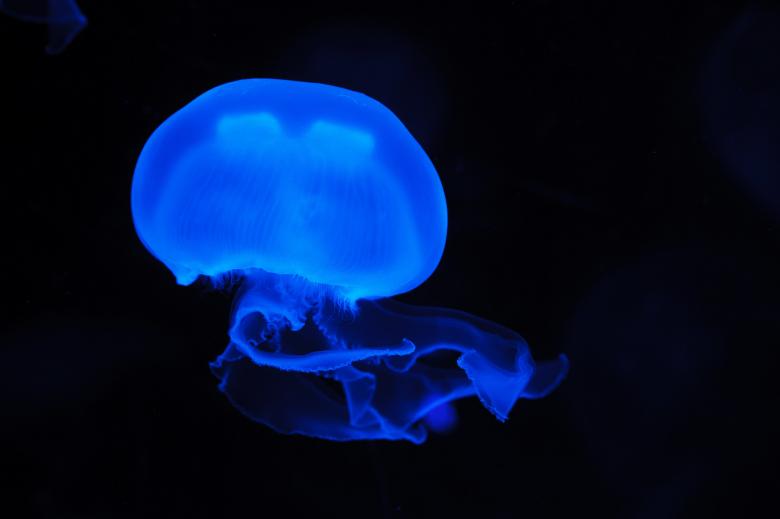 Free stock image of Jelly Fish created by Pixabay