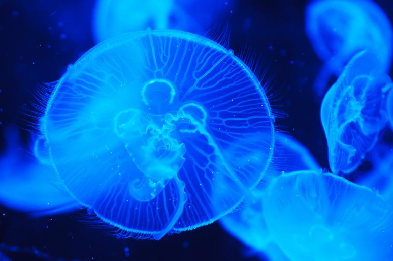 Free stock image of Jelly Fish created by Pixabay