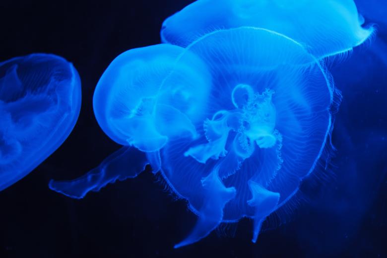 Free stock image of Jelly Fish created by Pixabay