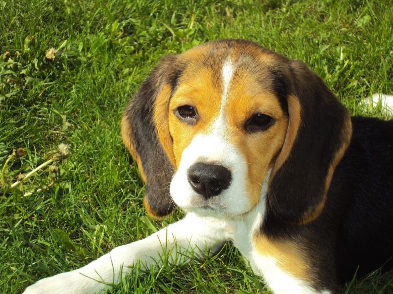 Free stock image of Beagle Puppy created by Pixabay