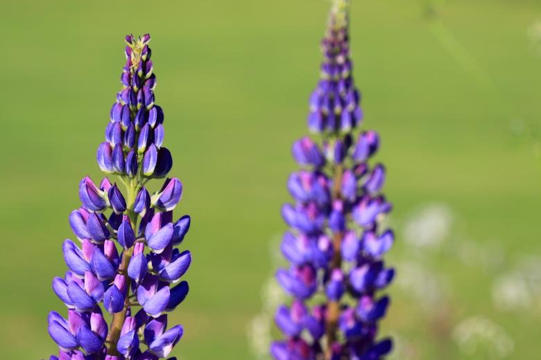 Free stock image of Wild Flowers created by Pixabay