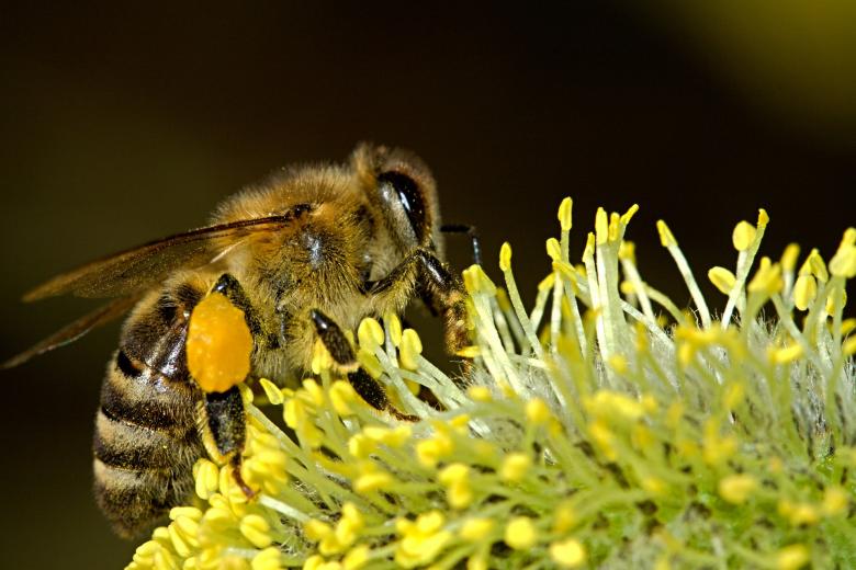 Free stock image of Bee on the Flower created by Pixabay