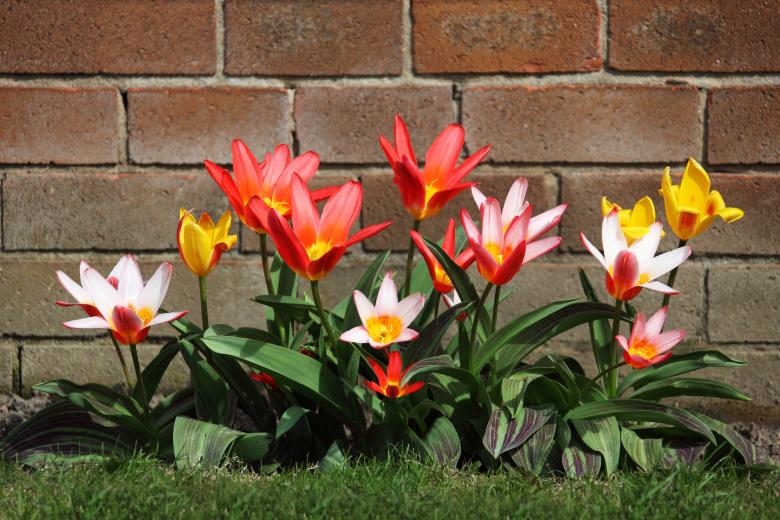 Free stock image of Blooming Flowers created by Pixabay